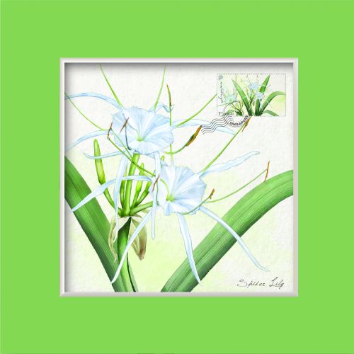 Singapore Flowers Collection - Spider Lily Greeting Card (CSSFMGC2)        