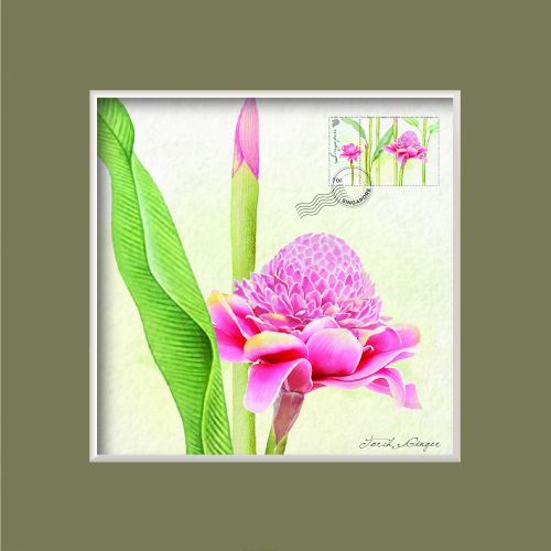 Singapore Flowers Collection - Torch Ginger Greeting Card (CSSFMGC3)