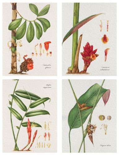 Singapore Native Gingers - Postcard Set (4 designs) (PCGINSET)