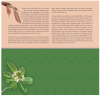 Critically Endangered Flora of Singapore - Flora of Singapore's Freshwater Swamp Forests Presentation Pack (CSF23PR) 
