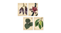 Critically Endangered Flora of Singapore - Flora of Lowland Dipterocarp Forests Complete Set (CSB24AST) 