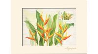 Singapore Flowers Collection - Heliconia Artprint (CSSFMPF1)