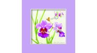 Singapore Flowers Collection  - Vanda Miss Joaquim Greeting Card (CSSFMGC5)
